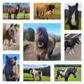 Meet our Ponies