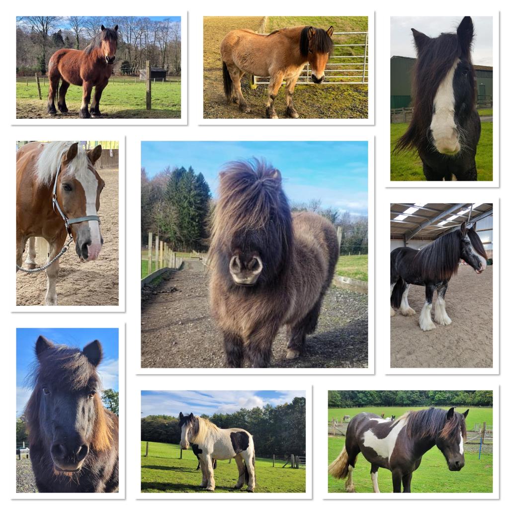Meet our Ponies