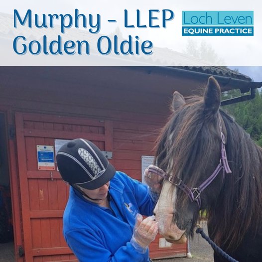 A huge thank you to Loch Leven Equine Practice...