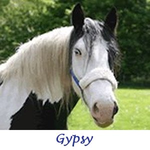 In Memory of Gypsy 1995 - 2017